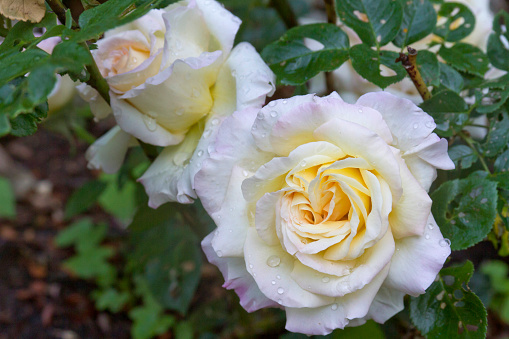 Pink rose surrounded by green, lush garden bushes.