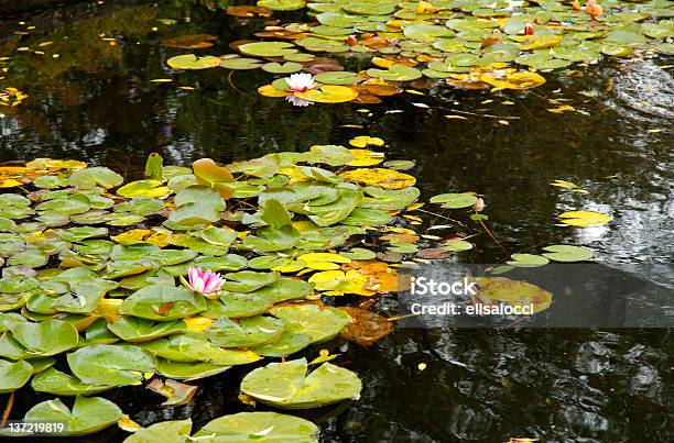 Estanque Foto de stock y más banco de imágenes de Abundancia - Abundancia, Agua, Belleza