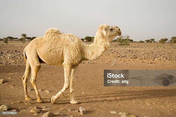 Dromedary Bianco - Fotografie stock e altre immagini di Africa - Africa, Africa settentrionale, Ambientazione esterna