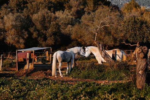Two white horses communicating at a rustic stable outdoors in Majorca in the golden hour. Color editing and added grain. Part of a series.