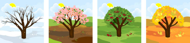 ilustraciones, imágenes clip art, dibujos animados e iconos de stock de cerezo en cuatro estaciones: primavera, verano, otoño, invierno - four seasons cloud autumn plant