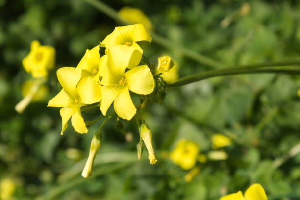 istock Lush garden with pretty  Oxalis pes-caprae on its branch 1372199755