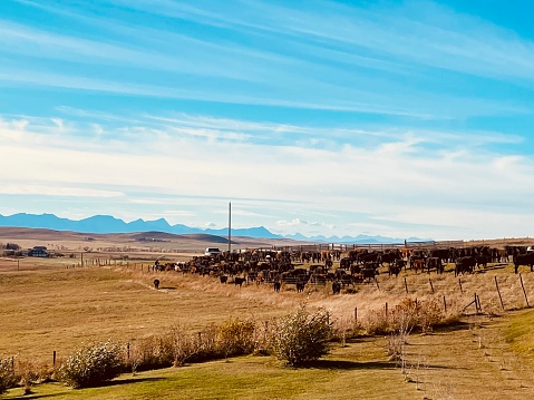 A cattle drive in Alberta with the Rocky Mountains in the background.