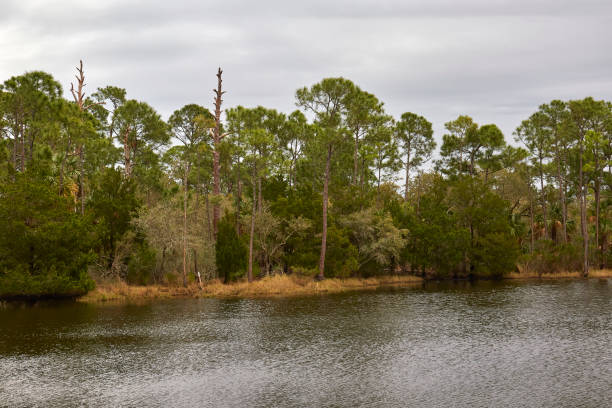 istock Slash Pine in North Florida 1372200707