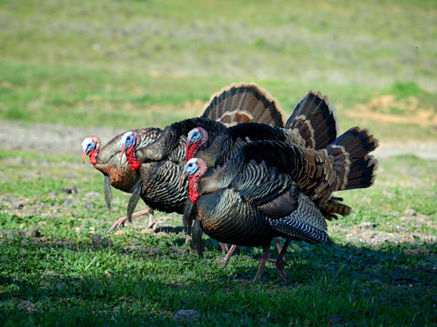 Four Male Wild Turkeys Walking Side By Side