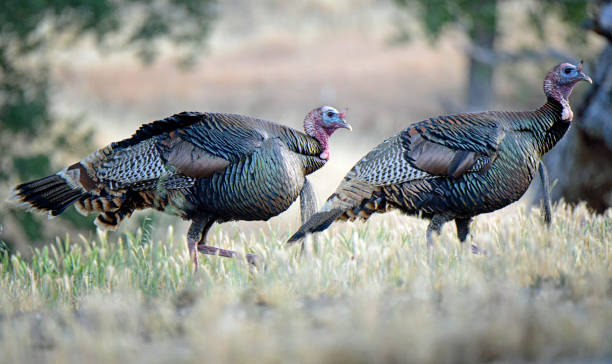 istock Two Male Wild Turkeys Walking in Dry Grass 1372200766
