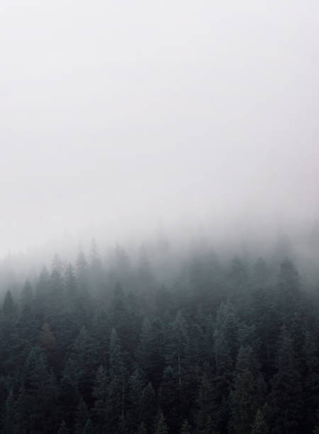 dichter nebel in einem bergkoniferenwald. - mountain range carpathian mountain range mountain ridge stock-fotos und bilder