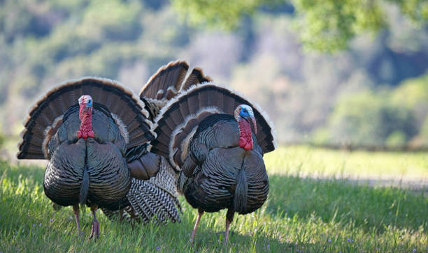 istock Two Large Male Wild Turkeys Standing Together 1372200826