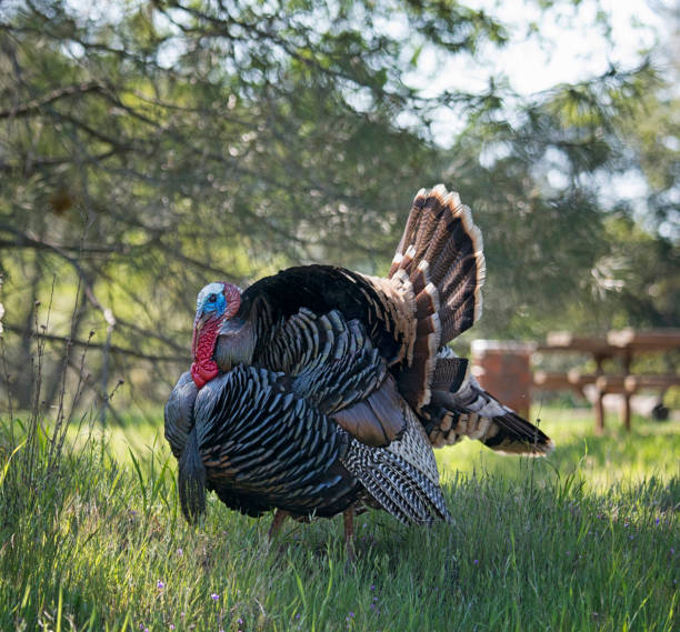 istock Big Male Wild Turkey in Tall Grass 1372200837