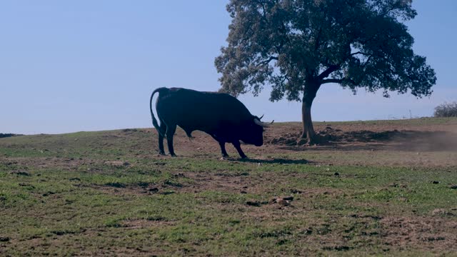 Silhouette of fighting bull challenging in the meadow