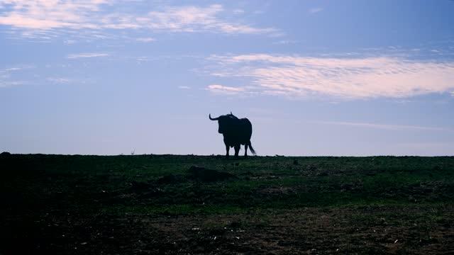 Silhouette of fighting bull challenging in the meadow