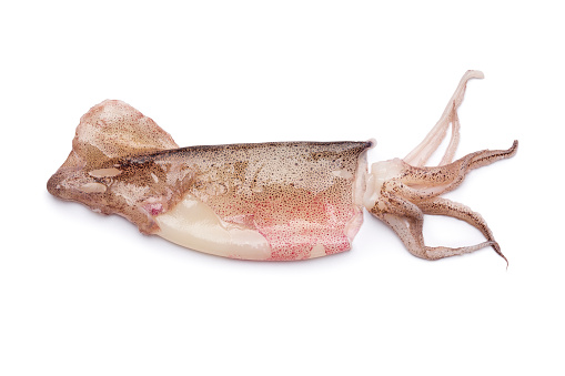 Defrost squid on white backgrounds
