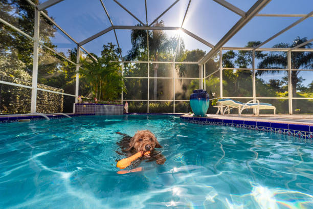Miniature Golden Doodle playing fetch in salt water pool