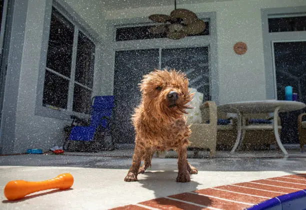 Photo of Wet Mini Goldendoodle shaking water off body after swimming in salt water pool