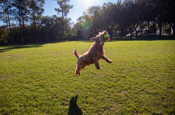 istock Goldendoodle playing fetch in a park 1372204520