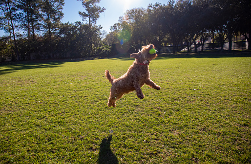A miniature Golden doodle leaping in the air after a tennis ball while playing fetch in open field.