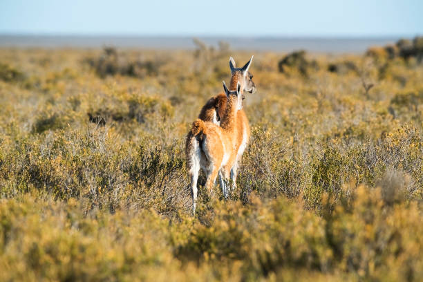 istock Guanaco mother and baby 1372204882