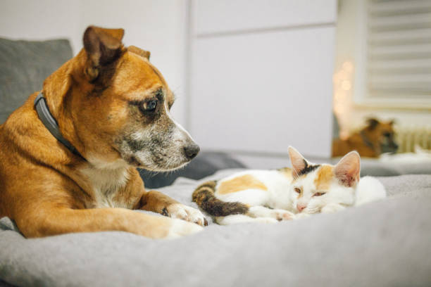 istock Cat and dog sleeping together 1372205032