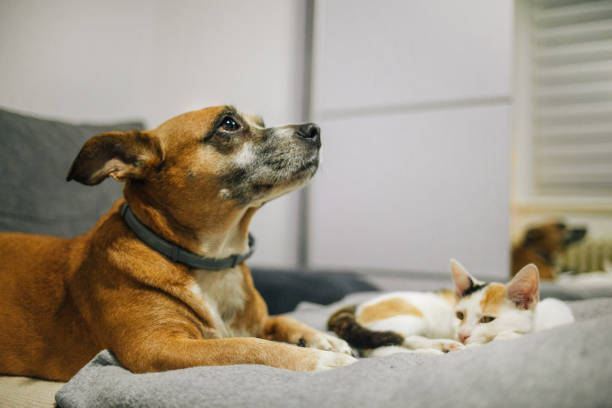 istock Cat and dog sleeping together 1372205038