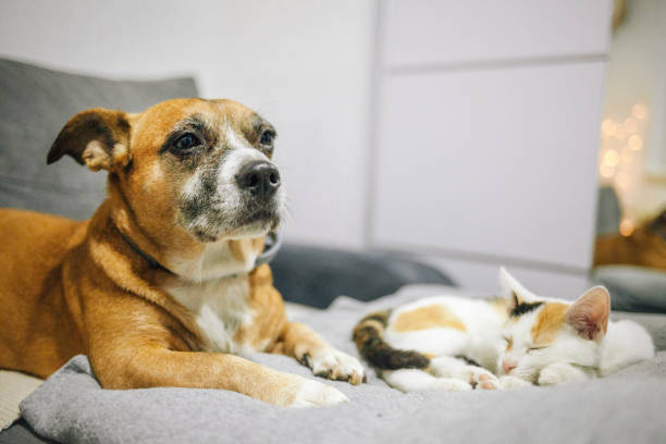 istock Cat and dog sleeping together 1372205110