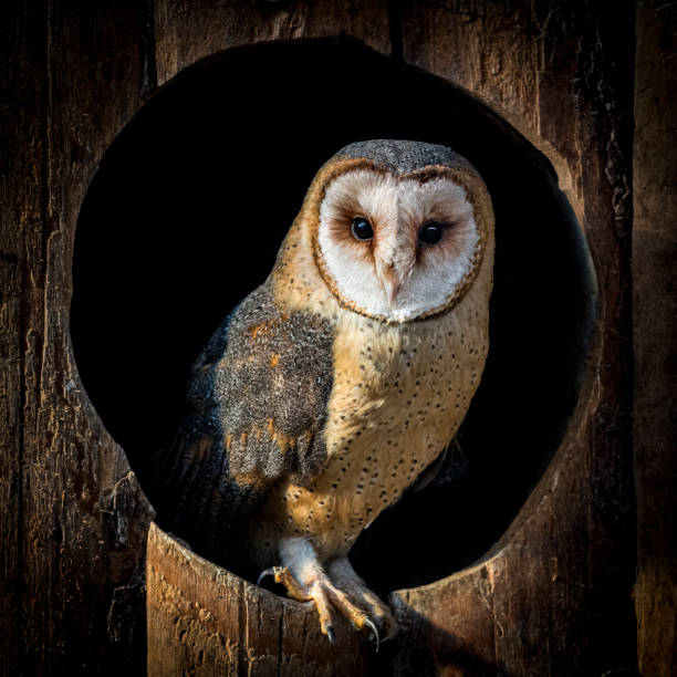 Barn owl perching in hole Portrait of a barn owl in a hole of the old barn. The typical white heart shaped face is clearly visible. For this kind of owls is common to living near humans. carnivorous photos stock pictures, royalty-free photos & images