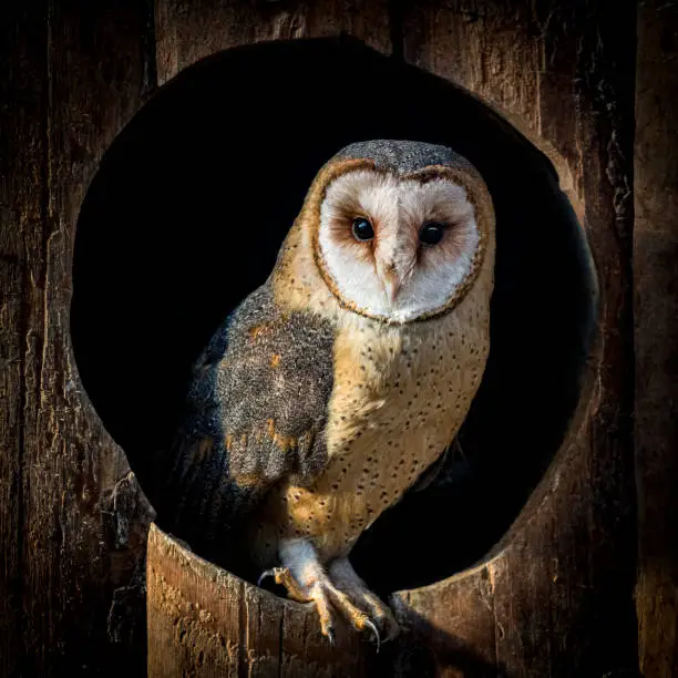 Photo of Barn owl perching in hole