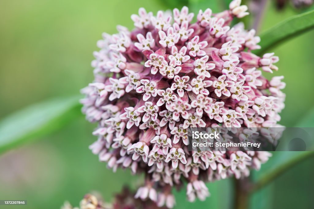 Common milkweed Asclepias Syriaca L Abstract of the native plant Common milkweed, also known as Silky Swallow Wort, Butterfly Flower or Virginia Silkweed. A flower critical to the survival of the Monarch butterfly. Selective focus. Common Milkweed Stock Photo