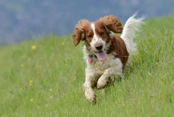 istock Welsh Springer Spaniel Dog Running in Tall Grass 1372207927