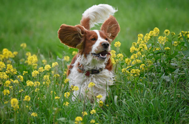 istock Young Welsh Springer Spaniel Dog With Yellow Flowers 1372207967