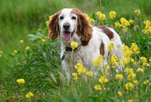 Very happy smiling senior Welsh Springer Spaniel dog pausing along the trail bordered by yellow mustard wildflowers.