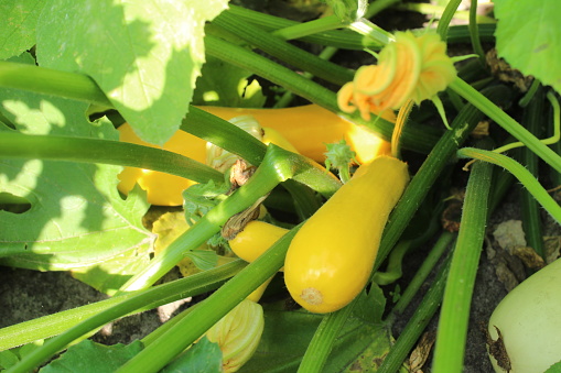 yellow zucchini young grows on a branch of the zucchini plant. Growing zucchini vegetables as zucchini grows.