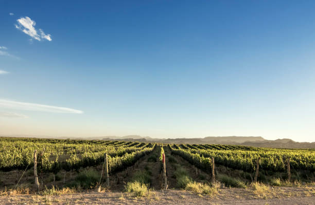 istock Vineyard in San Rafael,  Mendoza, Argentina. 1372208990