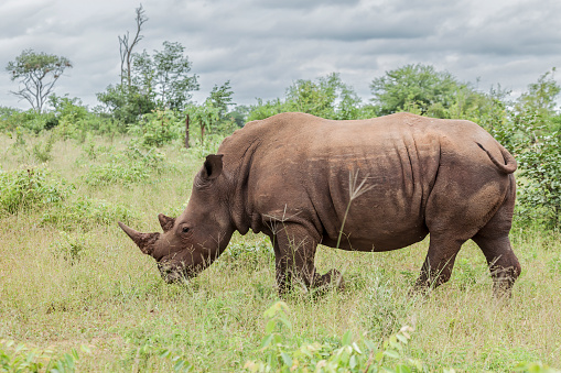 Rhino rhinoceros (ceratotherium simum simum) isolated on white background.