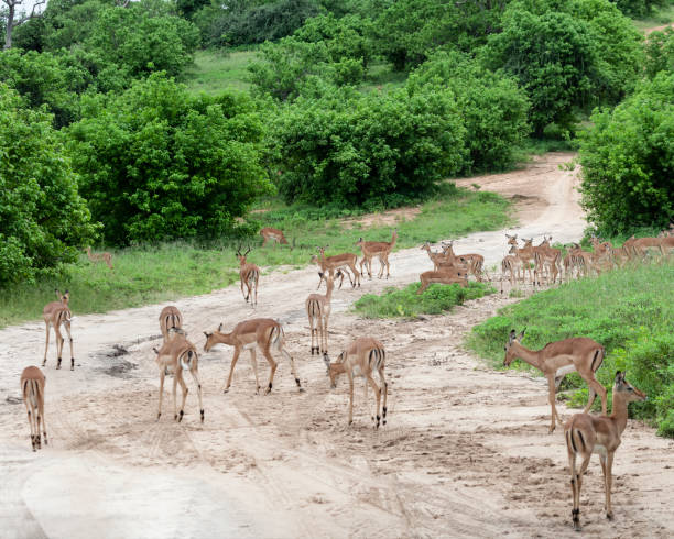 impala, aepyceros melampus, rebanho, chobe np, botsuana - nature reserve - fotografias e filmes do acervo