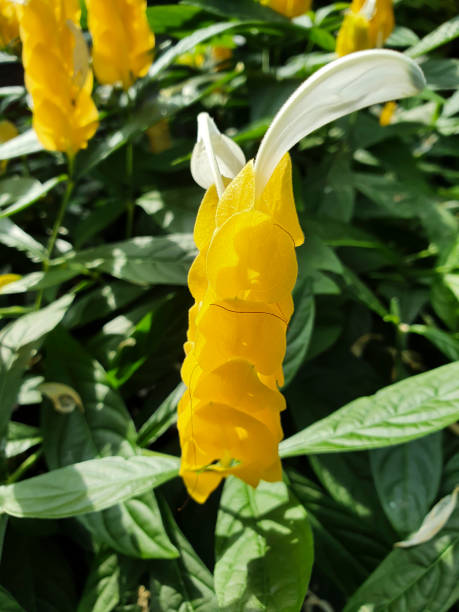 The Yellow Queen Shrimp plant (Acanthus Family).