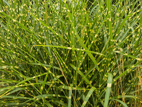 Ornamental Grass (Zebra grass, Zebragras, Miscanthus).