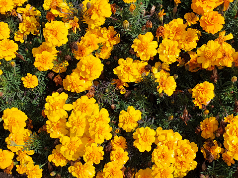 Orange yellow marigold flowers.