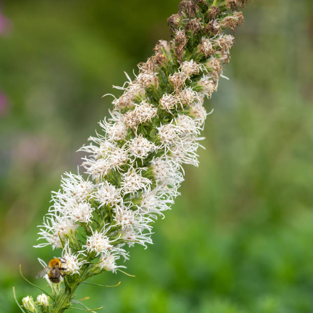 istock White dense blazing star (liatris spicata) flower 1372212051