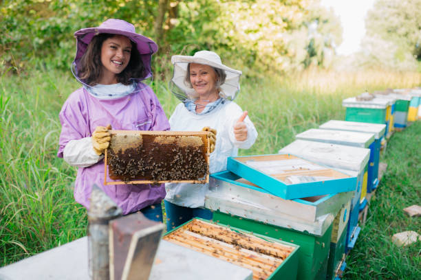 istock Caucasian female beekeepers checking the beehives 1372212071