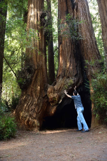 homme soutenant l’ancien séquoia - ancient tree usa california photos et images de collection