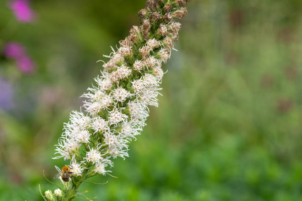 istock White dense blazing star (liatris spicata) flower 1372212203