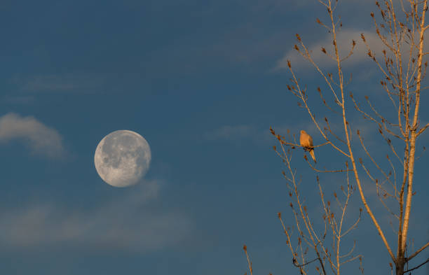 istock Dove kissed by a sunrise 1372212649