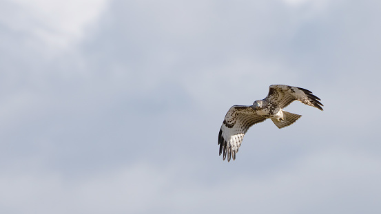 This hawk is varied in color from quite dark to almost white. The leading edge of the wing is always dark.