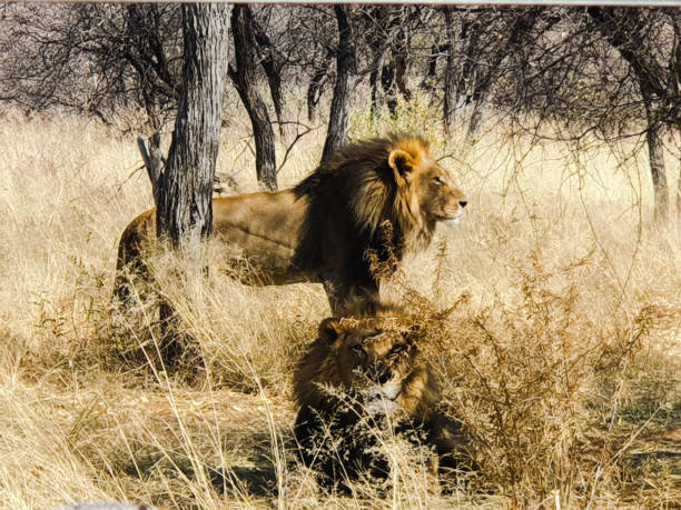 istock Two male majestic lions 1372213782
