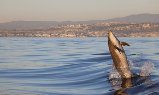Bottlenose Dolphin Jumping stock photo