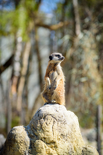 meerkat on a small rock