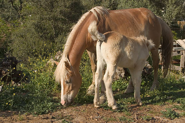 baby Horse Horses uffington horse stock pictures, royalty-free photos & images