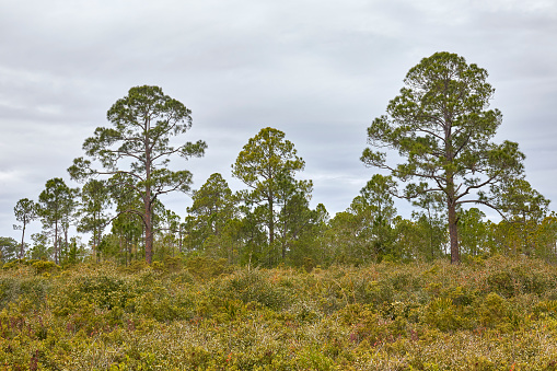 Palmetto and longleaf pine habitat in Cedar Key State Scrub Reserve, located near Cedar Key, Florida