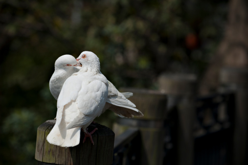 a couple of doves in love.