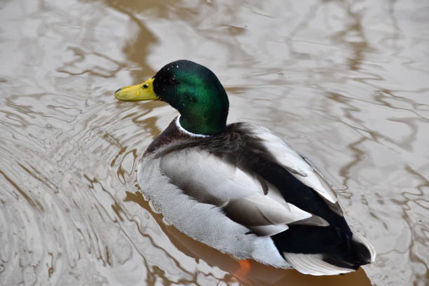 istock A glamorous duck gliding across the lake 1372223017